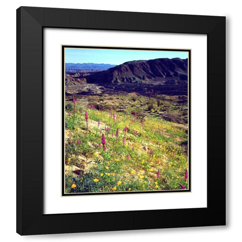 California, Anza-Borrego Desert Desert Poppies Black Modern Wood Framed Art Print with Double Matting by Talbot Frank, Christopher