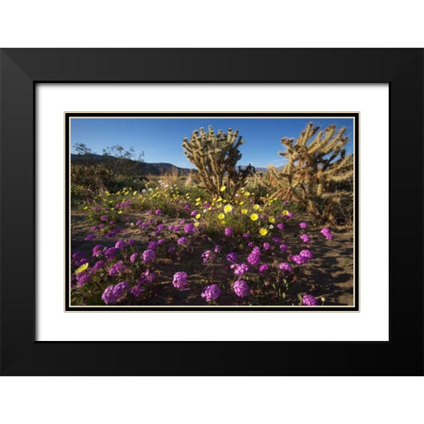 CA, Anza-Borrego Desert flowers and Cholla Black Modern Wood Framed Art Print with Double Matting by Talbot Frank, Christopher