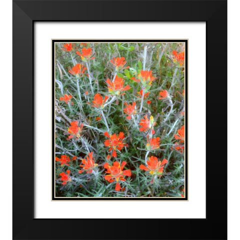 California, Anza-Borrego Indian Paintbrush Black Modern Wood Framed Art Print with Double Matting by Talbot Frank, Christopher