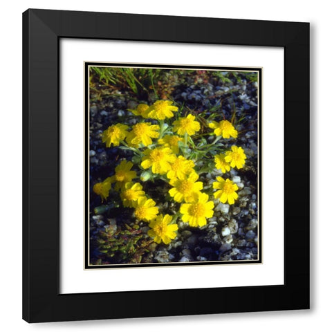 CA, Anza-Borrego Morning Dew on Daisy flowers Black Modern Wood Framed Art Print with Double Matting by Talbot Frank, Christopher