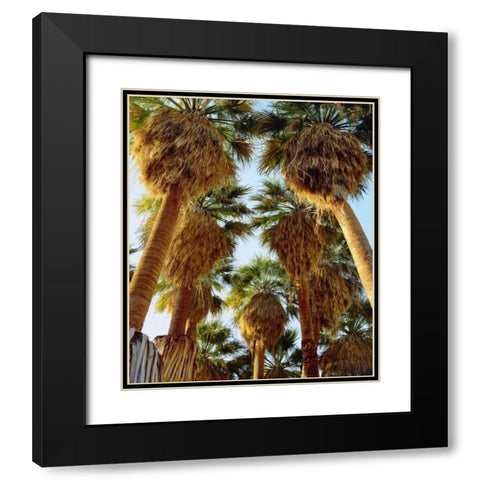 California, Anza-Borrego Desert Fan Palm trees Black Modern Wood Framed Art Print with Double Matting by Talbot Frank, Christopher