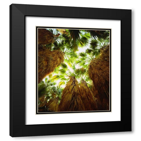 California, Anza-Borrego Desert Fan Palm trees Black Modern Wood Framed Art Print with Double Matting by Talbot Frank, Christopher