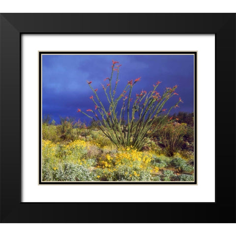 CA, Anza-Borrego Ocotillo and Brittlebush Black Modern Wood Framed Art Print with Double Matting by Talbot Frank, Christopher