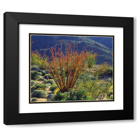 California, Anza-Borrego Ocotillo flowers Black Modern Wood Framed Art Print with Double Matting by Talbot Frank, Christopher