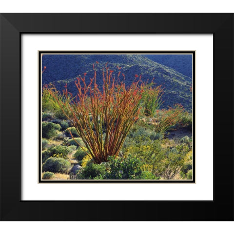 California, Anza-Borrego Ocotillo flowers Black Modern Wood Framed Art Print with Double Matting by Talbot Frank, Christopher