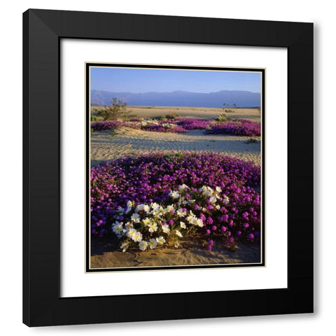 California, Anza-Borrego Desert Desert flowers Black Modern Wood Framed Art Print with Double Matting by Talbot Frank, Christopher