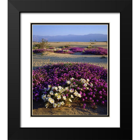 California, Anza-Borrego Desert Desert flowers Black Modern Wood Framed Art Print with Double Matting by Talbot Frank, Christopher