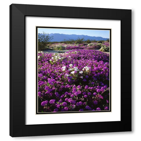 CA, Anza-Borrego Desert wildflowers Black Modern Wood Framed Art Print with Double Matting by Talbot Frank, Christopher