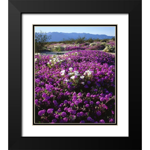 CA, Anza-Borrego Desert wildflowers Black Modern Wood Framed Art Print with Double Matting by Talbot Frank, Christopher