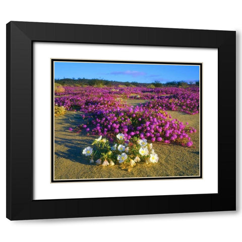 CA, Anza-Borrego Desert wildflowers Black Modern Wood Framed Art Print with Double Matting by Talbot Frank, Christopher