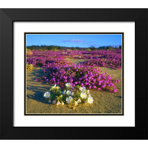 CA, Anza-Borrego Desert wildflowers Black Modern Wood Framed Art Print with Double Matting by Talbot Frank, Christopher