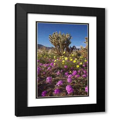 CA, Anza-Borrego Sand Verbena and Cholla Cacti Black Modern Wood Framed Art Print with Double Matting by Talbot Frank, Christopher