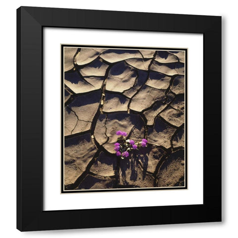 California, Anza-Borrego Desert Sand Verbena Black Modern Wood Framed Art Print with Double Matting by Talbot Frank, Christopher