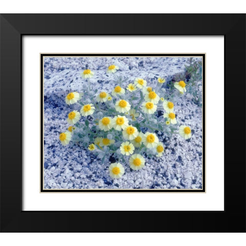 California, Anza-Borrego Desert Woolly Daisy Black Modern Wood Framed Art Print with Double Matting by Talbot Frank, Christopher