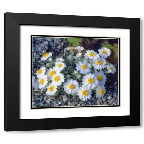 California, Anza-Borrego Desert Woolly Daisy Black Modern Wood Framed Art Print with Double Matting by Talbot Frank, Christopher