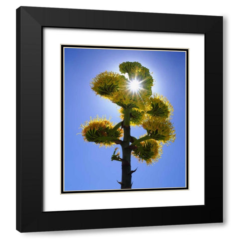 CA, Anza-Borrego Yellow flower backlit by sun Black Modern Wood Framed Art Print with Double Matting by Talbot Frank, Christopher