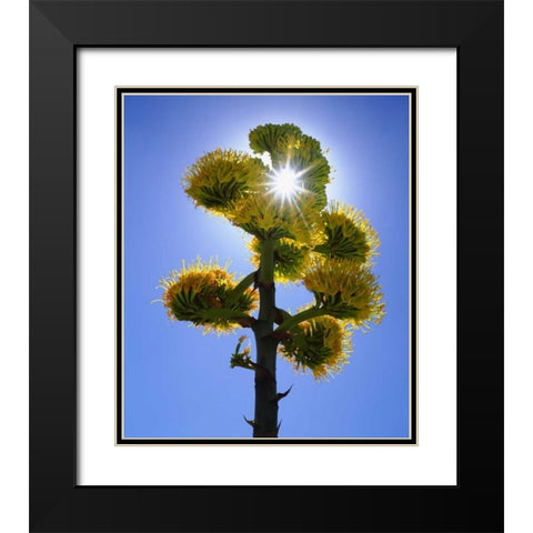 CA, Anza-Borrego Yellow flower backlit by sun Black Modern Wood Framed Art Print with Double Matting by Talbot Frank, Christopher