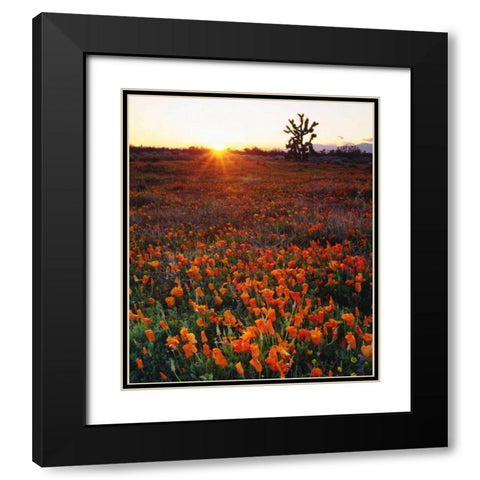 CA, California Poppies and a Joshua Tree Black Modern Wood Framed Art Print with Double Matting by Talbot Frank, Christopher