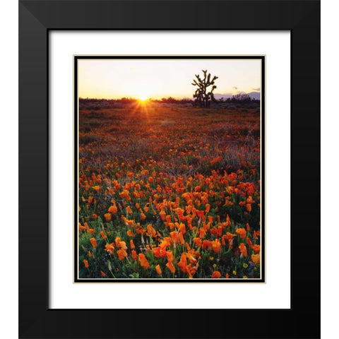 CA, California Poppies and a Joshua Tree Black Modern Wood Framed Art Print with Double Matting by Talbot Frank, Christopher