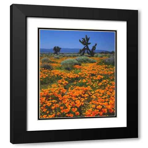 CA, California Poppies and a Joshua Tree Black Modern Wood Framed Art Print with Double Matting by Talbot Frank, Christopher