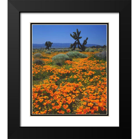 CA, California Poppies and a Joshua Tree Black Modern Wood Framed Art Print with Double Matting by Talbot Frank, Christopher