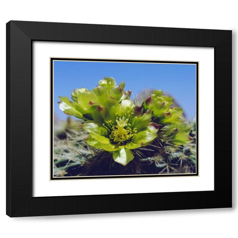 CA, Cholla Cactus flowers in Valley of the Moon Black Modern Wood Framed Art Print with Double Matting by Talbot Frank, Christopher