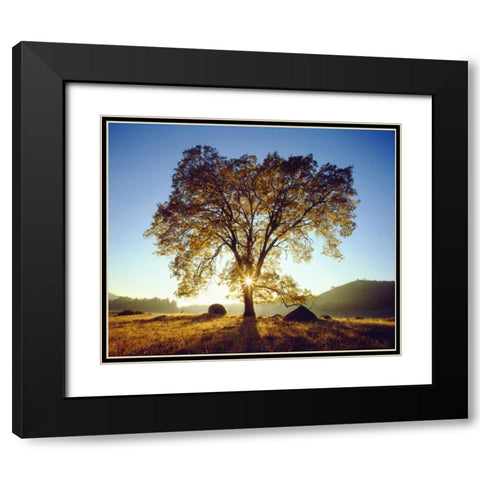 California, Cleveland NF Black Oak Trees, Autumn Black Modern Wood Framed Art Print with Double Matting by Talbot Frank, Christopher