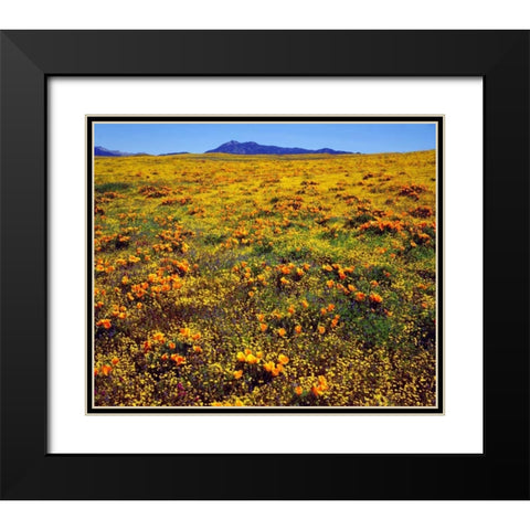 CA, Cleveland NF California poppies cover a hill Black Modern Wood Framed Art Print with Double Matting by Talbot Frank, Christopher