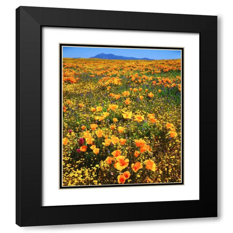CA, Cleveland NF California poppies cover a hill Black Modern Wood Framed Art Print with Double Matting by Talbot Frank, Christopher