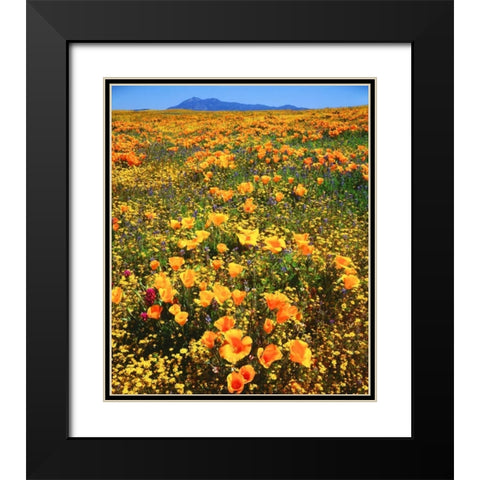 CA, Cleveland NF California poppies cover a hill Black Modern Wood Framed Art Print with Double Matting by Talbot Frank, Christopher