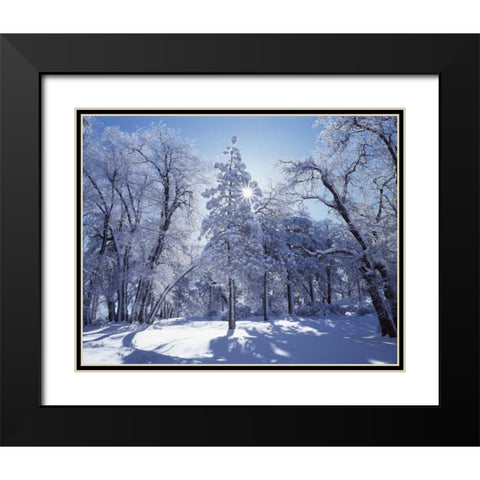 California, Cleveland NF, Laguna Mts Snowy trees Black Modern Wood Framed Art Print with Double Matting by Talbot Frank, Christopher