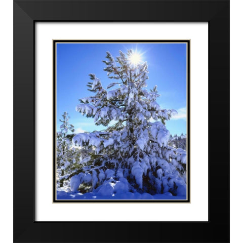 California, Cleveland NF, Laguna Mts Snowy trees Black Modern Wood Framed Art Print with Double Matting by Talbot Frank, Christopher