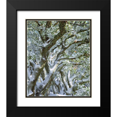 California, Cleveland NF, Laguna Mts Snowy trees Black Modern Wood Framed Art Print with Double Matting by Talbot Frank, Christopher
