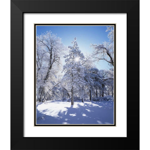 California, Cleveland NF, Laguna Mts Snowy trees Black Modern Wood Framed Art Print with Double Matting by Talbot Frank, Christopher