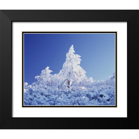 California, Cleveland NF, Laguna Mts Snowy trees Black Modern Wood Framed Art Print with Double Matting by Talbot Frank, Christopher