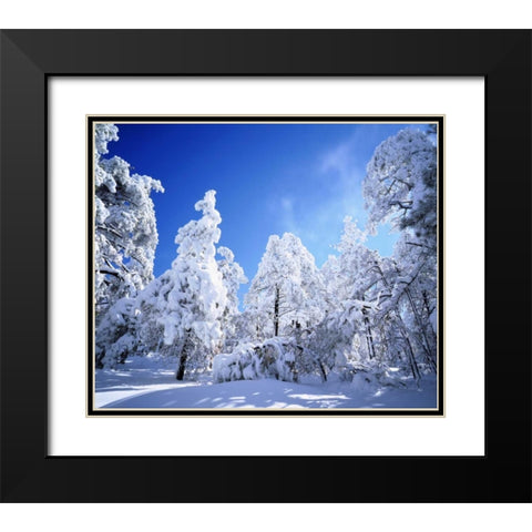 California, Cleveland NF, Laguna Mts Snowy trees Black Modern Wood Framed Art Print with Double Matting by Talbot Frank, Christopher