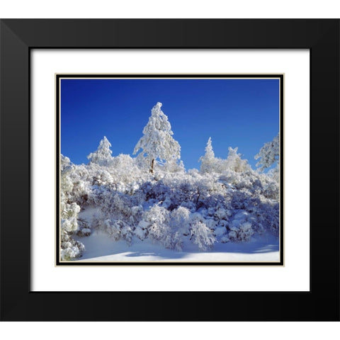 California, Cleveland NF, Laguna Mts Snowy trees Black Modern Wood Framed Art Print with Double Matting by Talbot Frank, Christopher