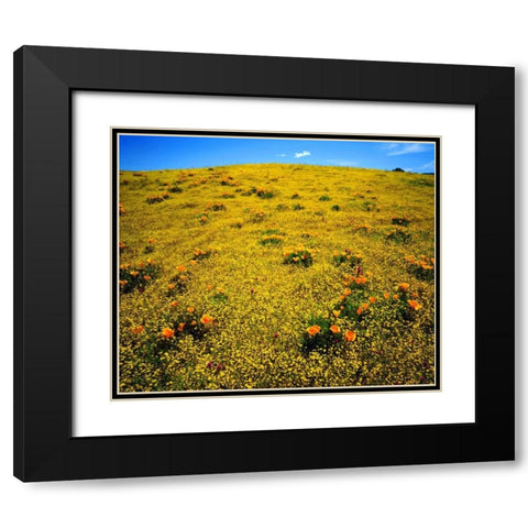 CA, Cleveland NF Flowers after the Cedar Fire Black Modern Wood Framed Art Print with Double Matting by Talbot Frank, Christopher