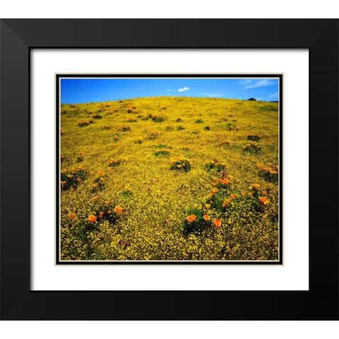 CA, Cleveland NF Flowers after the Cedar Fire Black Modern Wood Framed Art Print with Double Matting by Talbot Frank, Christopher