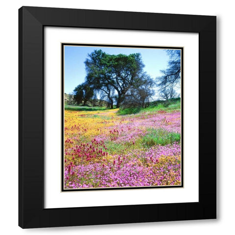 California, Cleveland NF Flowers blooming Black Modern Wood Framed Art Print with Double Matting by Talbot Frank, Christopher