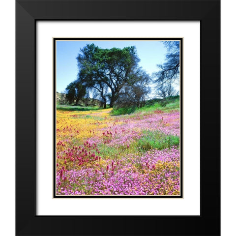 California, Cleveland NF Flowers blooming Black Modern Wood Framed Art Print with Double Matting by Talbot Frank, Christopher