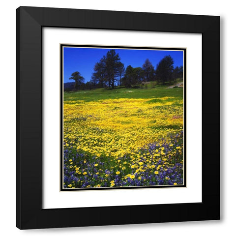 CA, Cuyamaca Rancho Lupine and Tidy Tip flowers Black Modern Wood Framed Art Print with Double Matting by Talbot Frank, Christopher