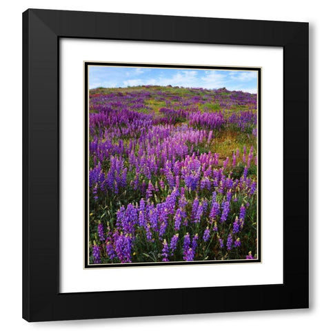 CA, Cuyamaca Rancho SP Lupines bloom Black Modern Wood Framed Art Print with Double Matting by Talbot Frank, Christopher