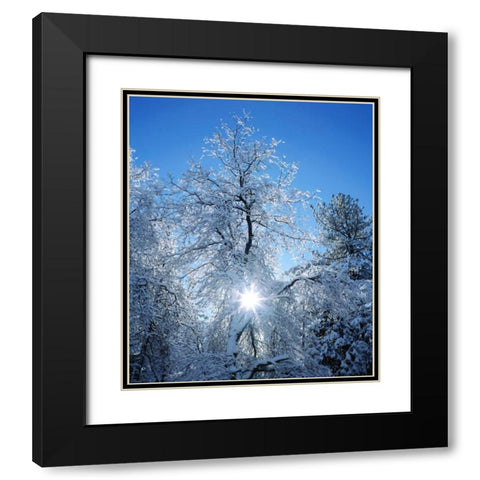 California, Cuyamaca Rancho Snow-covered trees Black Modern Wood Framed Art Print with Double Matting by Talbot Frank, Christopher