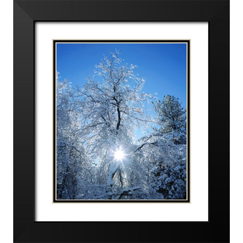 California, Cuyamaca Rancho Snow-covered trees Black Modern Wood Framed Art Print with Double Matting by Talbot Frank, Christopher