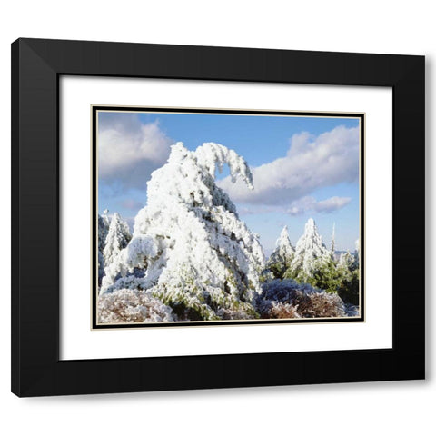 California, Cuyamaca Rancho Snow-covered trees Black Modern Wood Framed Art Print with Double Matting by Talbot Frank, Christopher