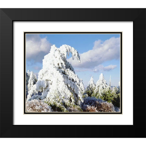 California, Cuyamaca Rancho Snow-covered trees Black Modern Wood Framed Art Print with Double Matting by Talbot Frank, Christopher