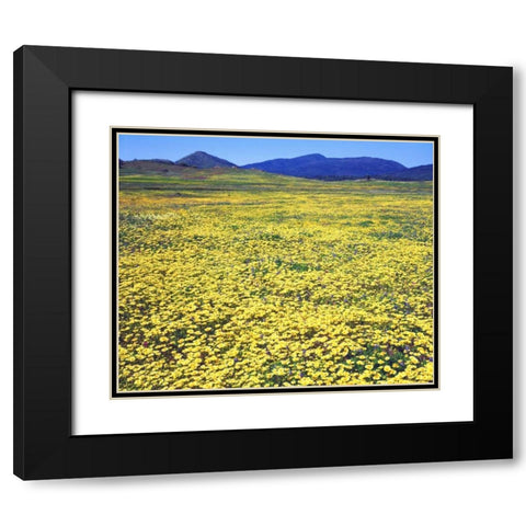 CA, Cuyamaca Rancho SP Tidy tip flowers Black Modern Wood Framed Art Print with Double Matting by Talbot Frank, Christopher