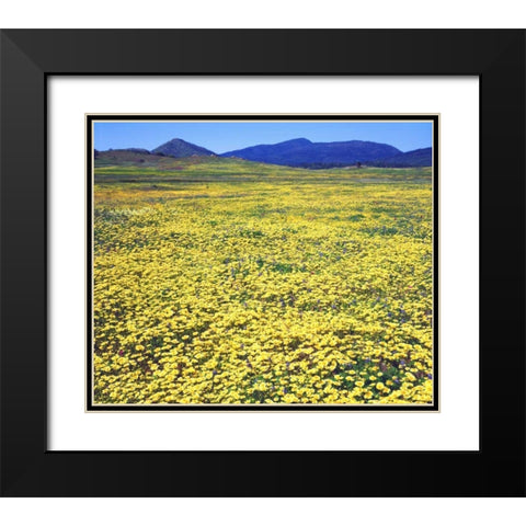 CA, Cuyamaca Rancho SP Tidy tip flowers Black Modern Wood Framed Art Print with Double Matting by Talbot Frank, Christopher