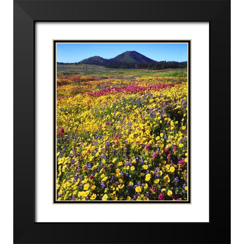 California, Cuyamaca Rancho SP Flower landscape Black Modern Wood Framed Art Print with Double Matting by Talbot Frank, Christopher